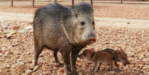 Catetos do Centro de Multiplicação de Animais Silvestres – CEMAS